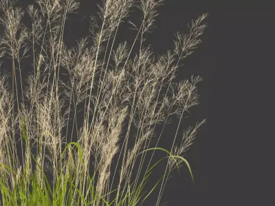 Decorative Ornamental Grasses Pack 29 3D model