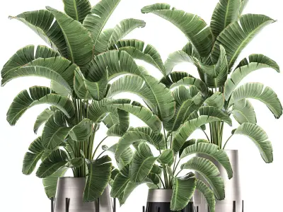 Banana palm in a pot for the interior 773 3D model