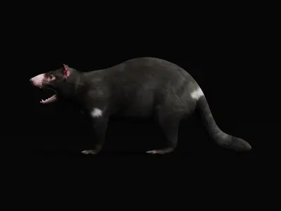 Tasmanian Devils Low-poly 3D model