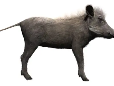 Warthog baby with realistic fur Low-poly 3D model