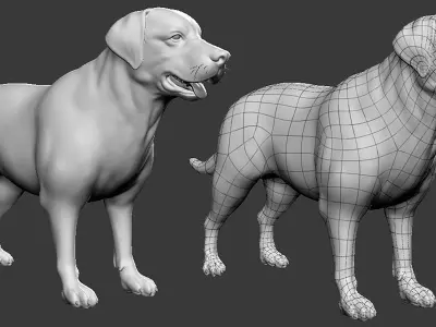Labrador Dog 3D model