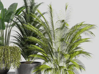 indoor plant Set 3 3D model