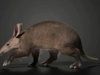 Aardvark Animated VFX Grace 3D model