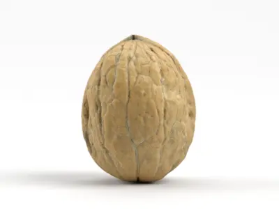 Photorealistic Walnut 3D Scan 01 3D model