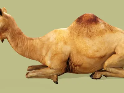 CAMEL RIGGED ANIMATED 10 Low-poly 3D model