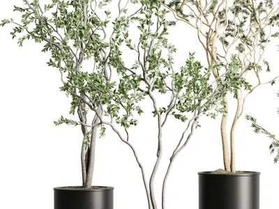 Branch Tree in a plastic pot - indoor plant 579 3D model