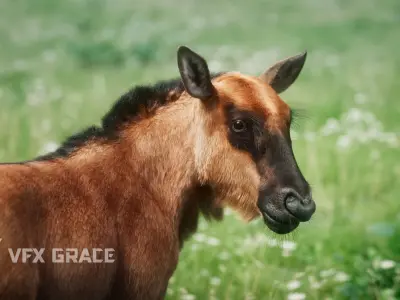 Baby Wildebeest  UE Character Asset 3D model