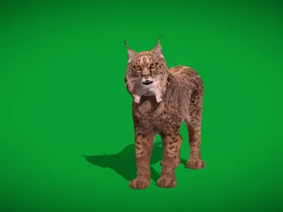 Iberian Lynx Low-poly 3D model
