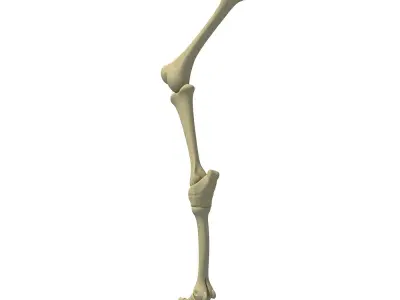 Mammal Animal Leg Femur  3D model
