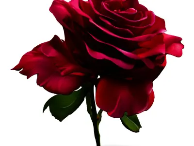 Realistic Red Rose 3D Model Low-poly 3D model