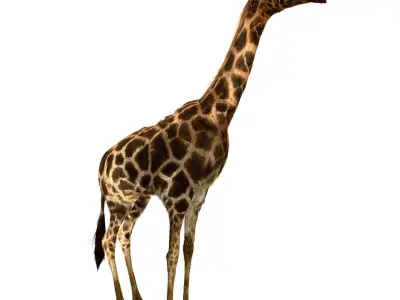 Realtime Running Savannah Giraffe Low-poly 3D model