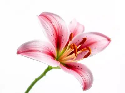 Realistic Pink Lily Flower D Model Pack Low-poly 3D model