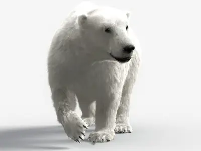 Bear-polar-maya polar bear 3D model
