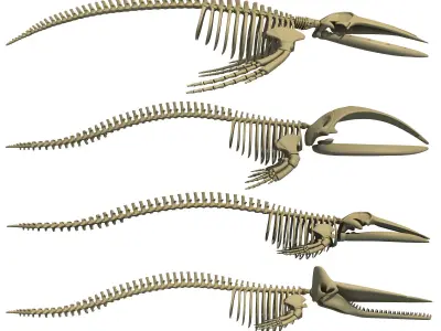 Whale Skeletons Collection 3D model