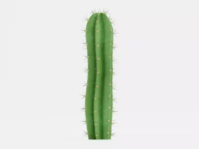 San Pedro Cactus Low-poly 3D model