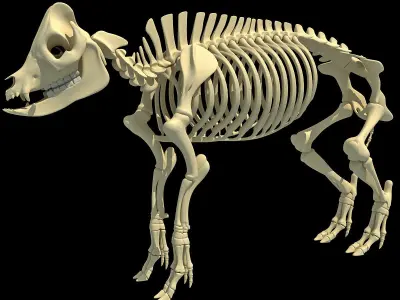 Pig Skeleton 3D model