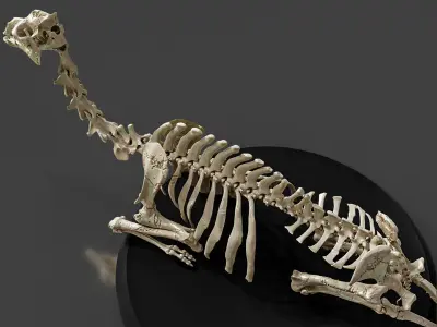 Realistic Rest Camel Skeleton 3D model