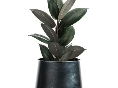 Ficus trees in a pot for the interior 868 3D model