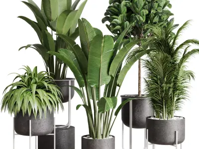 indoor plant ravenala ficus rubbery palm stand vase concrete 3D model