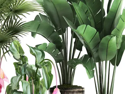 Collection Exotic plants 373 3D model