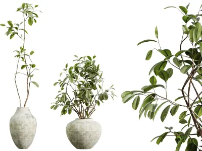 AV HousePlants Japandi Minimalism Ficus Dracaena Marginata11 3D model