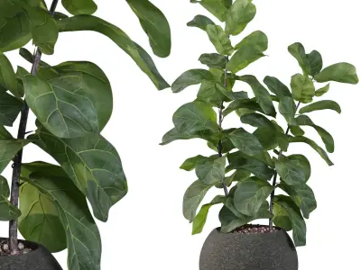 Ficus Lyrata collection for interiors