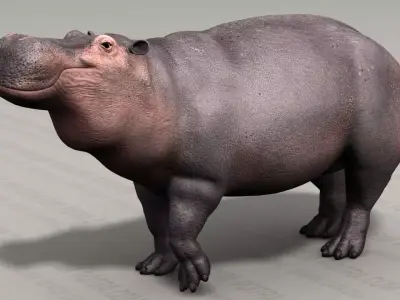Hippo - Hippopotamus Amphibius - Adult Male - Pose 1 - Textured 3D model