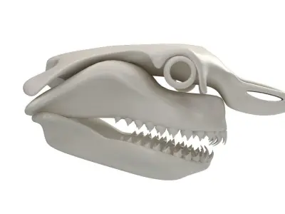 Great White Shark Skull 3D model