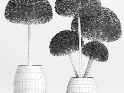 Plants Collection 153 Ligustrum Lucidum Corona 3D model