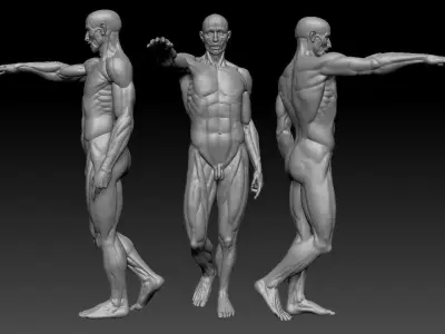 Houdon Ecorche  3D model