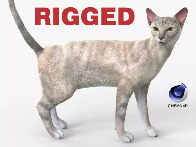 White Cat Sphynx Rigged for Cinema 4D 3D Model Low-poly 3D model