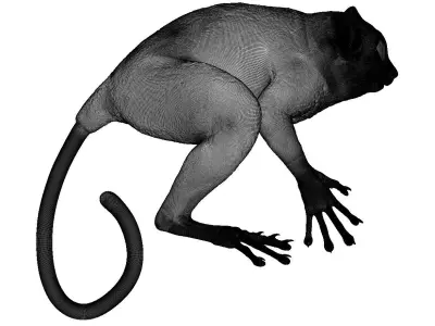 Tarsier Symmetrical 3D model