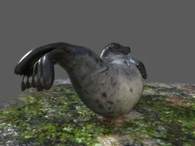 Common Seal Rigged Low-poly 3D model
