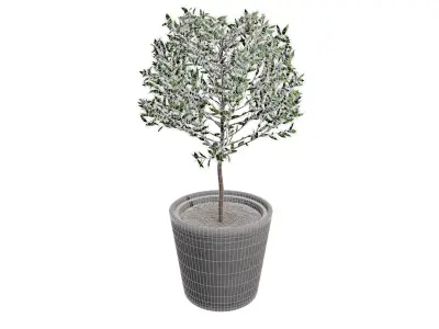 Potted Bay Laurel Tree Free 3D model
