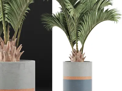 Plants Collection 129 Palm 3D model