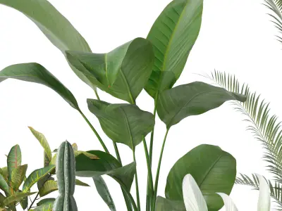 Plants collection 134 3D model