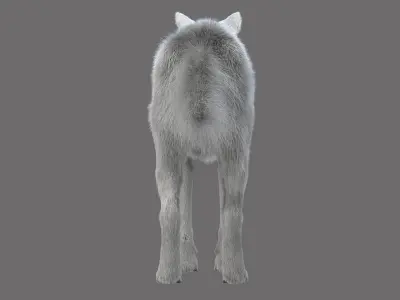 WhiteWolf 3D model