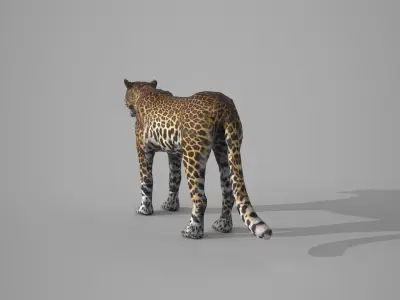 Leapord jaguar 3D model