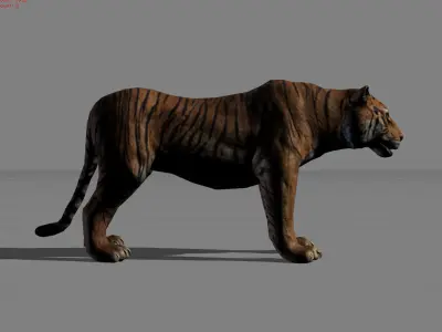 Tiger Asian Animal Low-poly 3D model