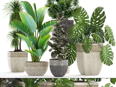 Collection plants different in pots 3D model