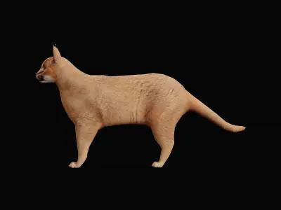Caracal Wild Cat Low-poly 3D model
