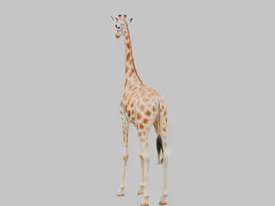 African Giraffe Low-poly 3D model purchase