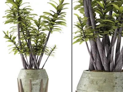 Plant in Pot Flowerpot Exotic Plant 3D model 6