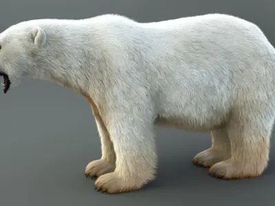 Polar Bear RIG XGEN CORE 3D model