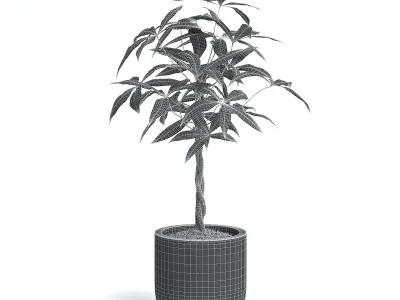 Money Tree Plant 3D model