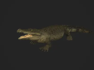 3d crocodile model alligator Low-poly 3D model