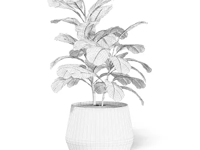 Fig Plant 3D Model in Wicker Basket 3D model