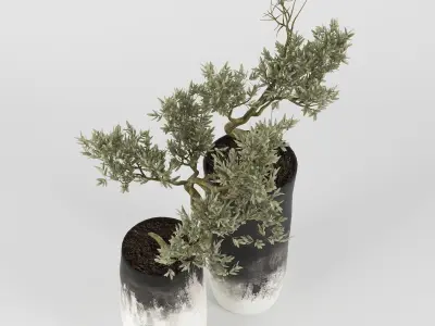 Olive Tree 3D model