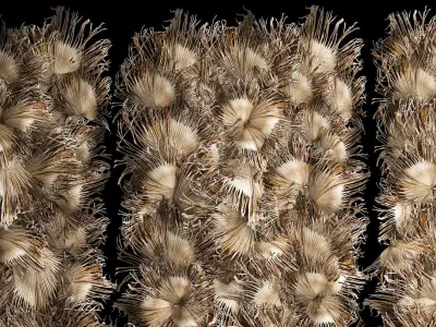 Wall decor made from dry branches of palm leaves 312 3D model