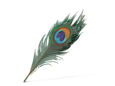 Elegant Peacock Feather model pack Low-poly 3D model